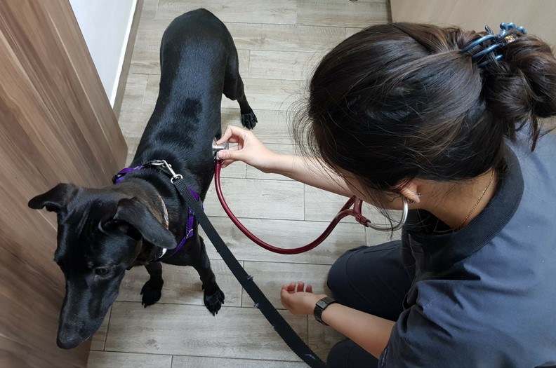 pango at vet-1